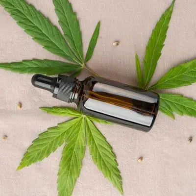 Pesquisa e conhecimento sobre cannabis medicinal